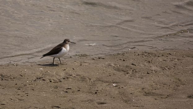 Kentish Plover Charadrius alexandrinus at the haringvliet near stellendam