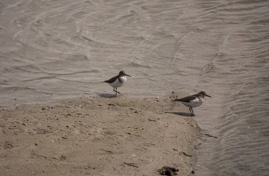 two Kentish Plover Charadrius alexandrinus at the haringvliet near stellendam