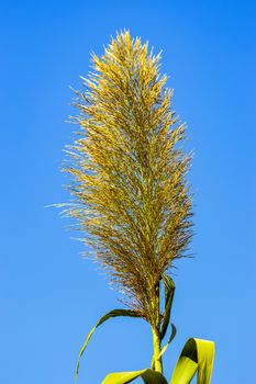 Close-up on Cortaderia selloana or Pampas grass under a blue sky