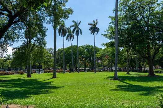 Park with palms and green grass. In the background are trees