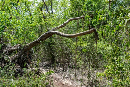 Droop tree in middle of the forest