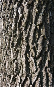grey bright fine texture of tree bark