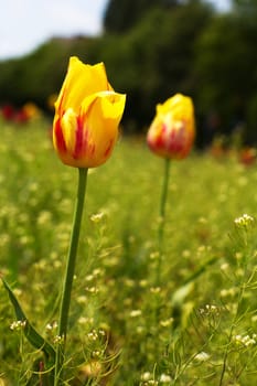 two pink tulips in the city park on spring day