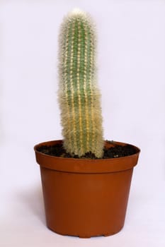 beautiful bright green cactus in the brown flowerpot