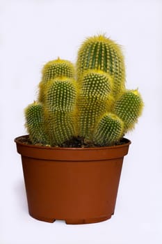 beautiful bright green cactus in the brown flowerpot
