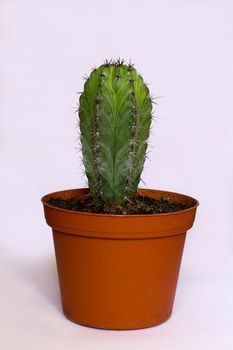 beautiful bright green cactus in the brown flowerpot