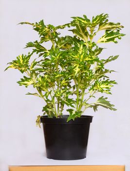 beautiful bright green houseplant in the black flowerpot on the table 