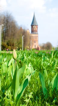 fresh bud of tulip in the city park 