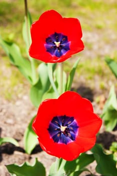 two red tulips outdoor in sunny day closeup