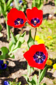 three red tulips in the city park closeup