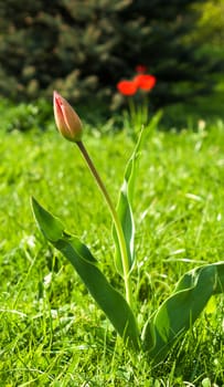 bright tulip bud on a sunny spring day