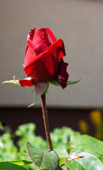 red rose bud in the garden on sunny summer day