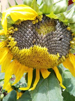 bright yellow sunflower with seeds in the garden on sunny summer day closeup