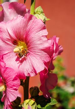 bright red mallows with bee in the garden on sunny summer day closeup