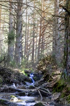 Sunrise in the forests of the Sierra of Guadarrama. Madrid. spain