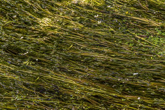 background of root plants and aquatic flowers in a river stream