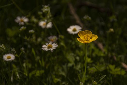 close up yellow wild flower in the middle of the field