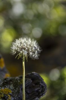 portrait of isolated dandelion flower in the middle of nature