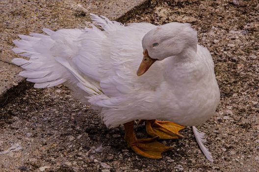 closeup of a shy white plumage duck out of the water