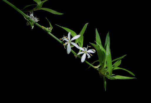 Two white chlorophytum comosum flowers in a long branched inflorescence. Each flower has six three-veined tepals. All on black background