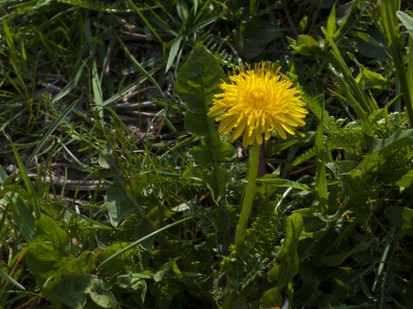 Yellow dandelion flower growing in the grass