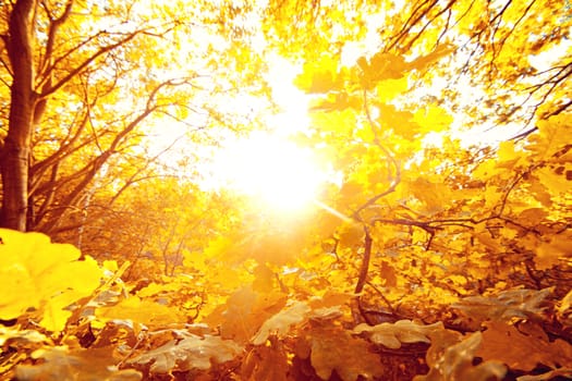 Autumn in the forest. Autumn scenery. Beautiful gold fall in forest.