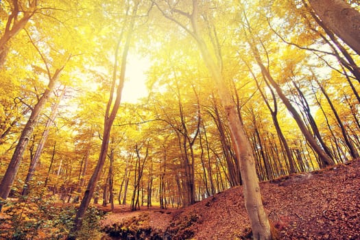 Autumn scenery. Beautiful gold fall in forest.