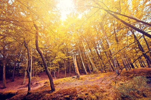 Autumn scenery. Beautiful gold fall in forest.