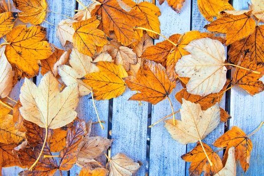 Autumn background. Autumn leaves on the wooden background.