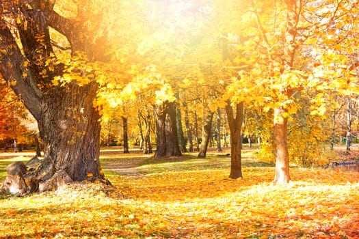 Autumn scenery. Beautiful gold fall in park.