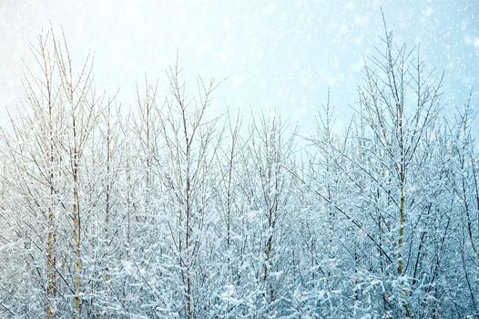 Winter trees snow and sky. Nature winter background.