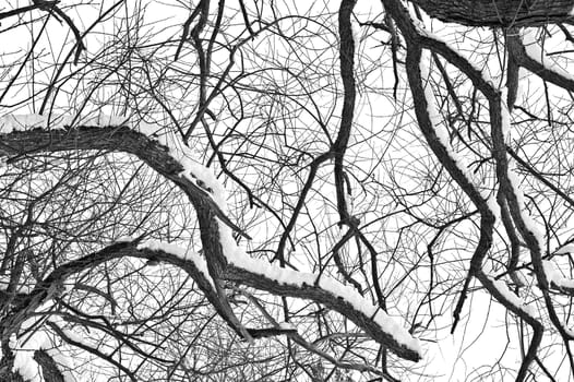 Winter tree conceptual image. Black and white photo of dead winter tree.