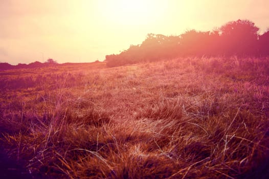 Sunny field at summer. Retro vintage instagram picture.