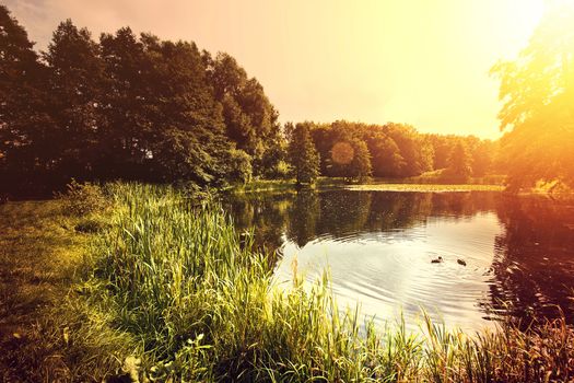 Sunset over lake with ducks. Nature conceptual image.