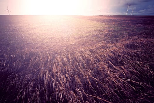 Sunny field at summer. Retro vintage instagram picture.