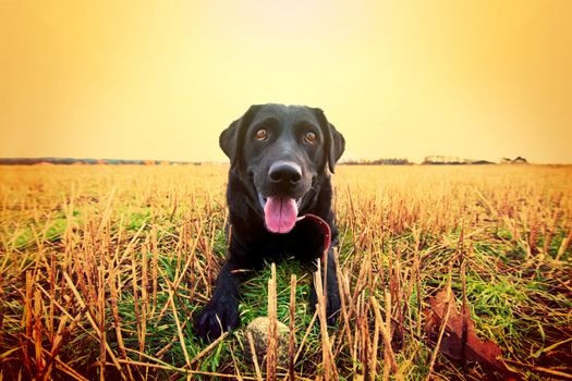 Happy black labrador playing on the field. Animal conceptual image.