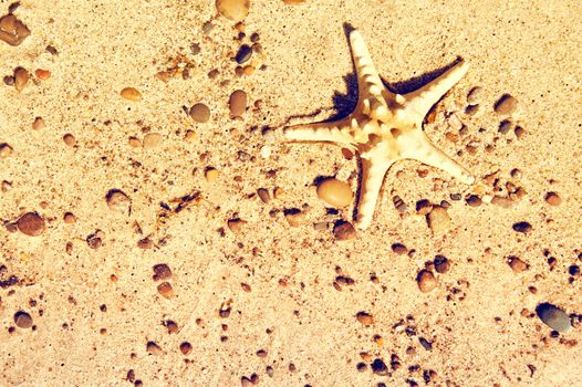 Starfish on the sand. Marine life. Vintage instagram picture.