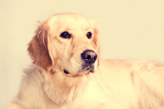 Cute golden retriever dog. Portrait over isolated white background.