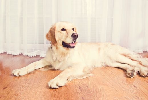 Cute golden retriever dog lying on the floor.