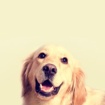Cute golden retriever dog. Portrait over isolated background with free empty space.