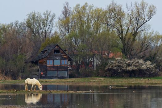 Camargue horse into the Natural Reserve of the Isonzo River Mouth  (landscape)