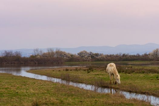 Free Camargue horses in a nature reserve, naturalistic image