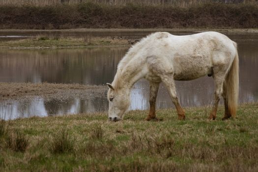 Free Camargue horses in a nature reserve, naturalistic image