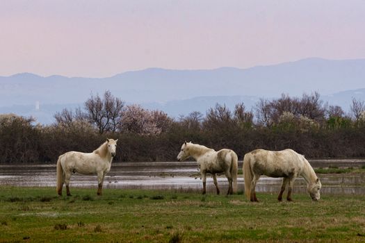 Free Camargue horses in a nature reserve, naturalistic image