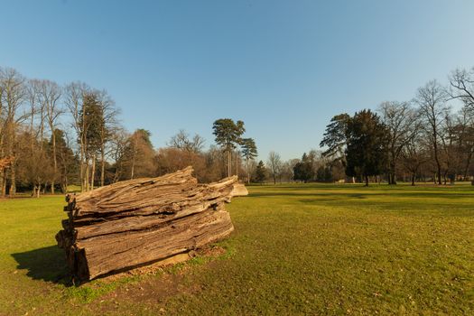 Landscape depicting a large trunk felled on the lawn of a park, outdoor