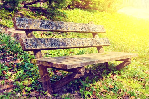 Old bench in the park at summer. Vintage retro colors picture.