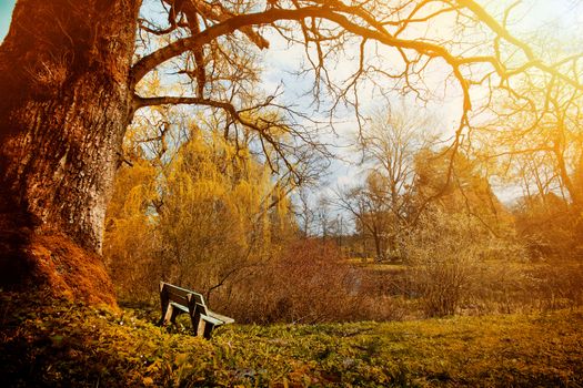 Nature in the old park at autumn. Lonely bench in the wilderness. Fantasy and dream concept.