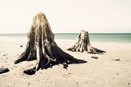 Dead trunks on the beach. Nature conceptual image.