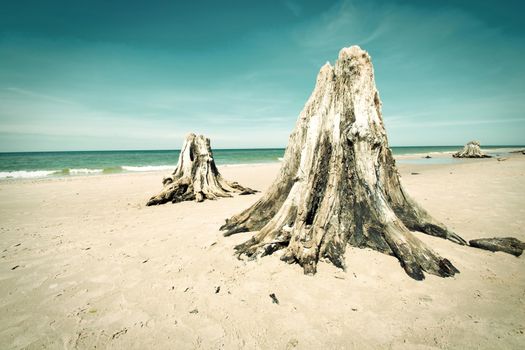 Dead trunks on the beach. Nature conceptual image.