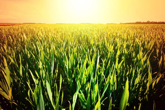 Hot summer day. Sunny field with green grass at hot summer. Nature.